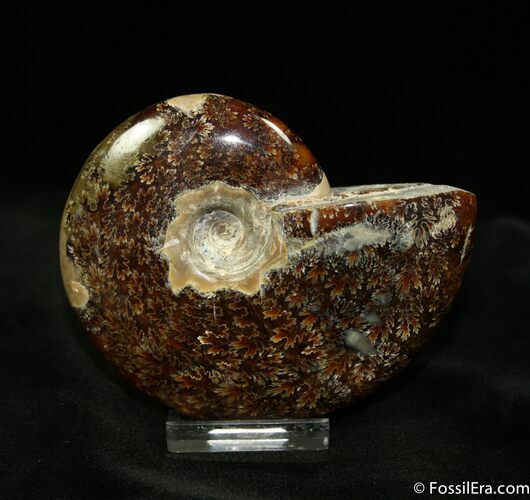 Inch Ammonite With Oak Leaf Sutures #1063